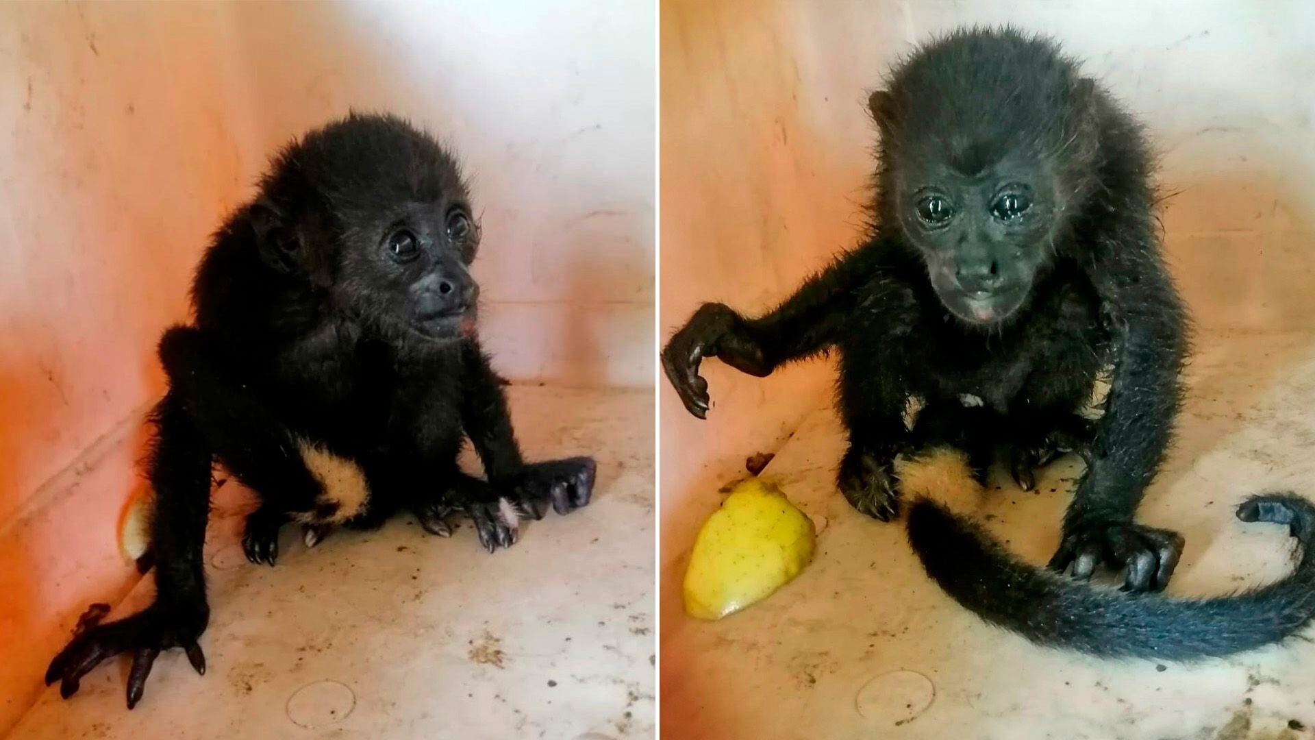 monos saraguatos, monos aulladores, chiapas, tabasco, méxico