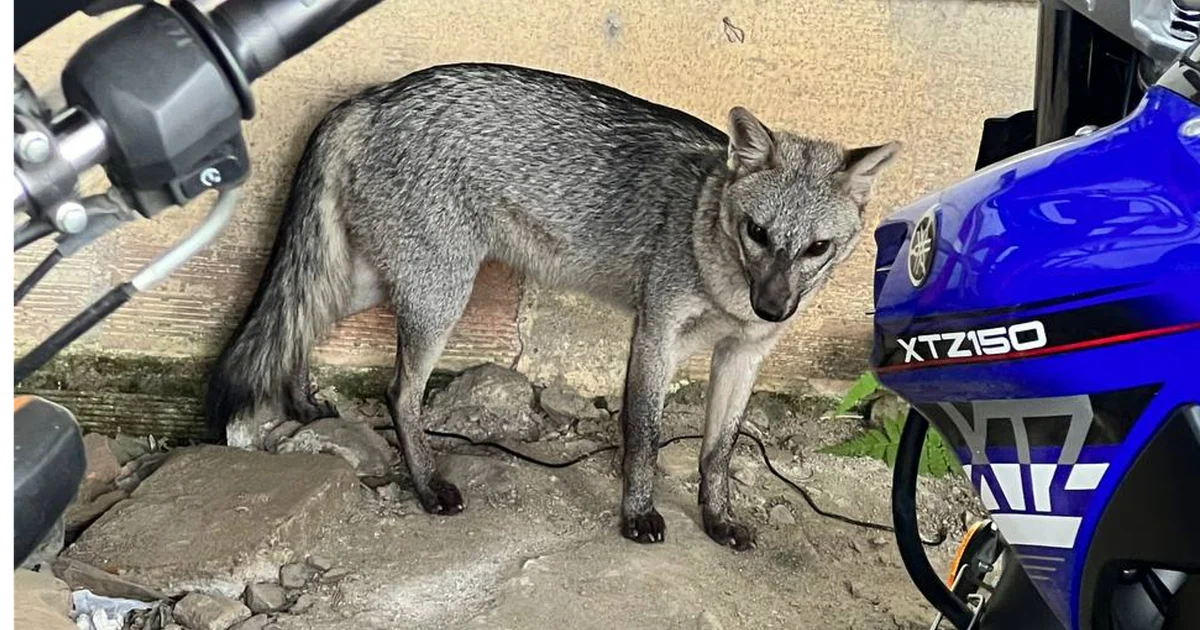En Antioquia investigan envenenamiento de zorros con veneno para ratas -  Investigación - Justicia 