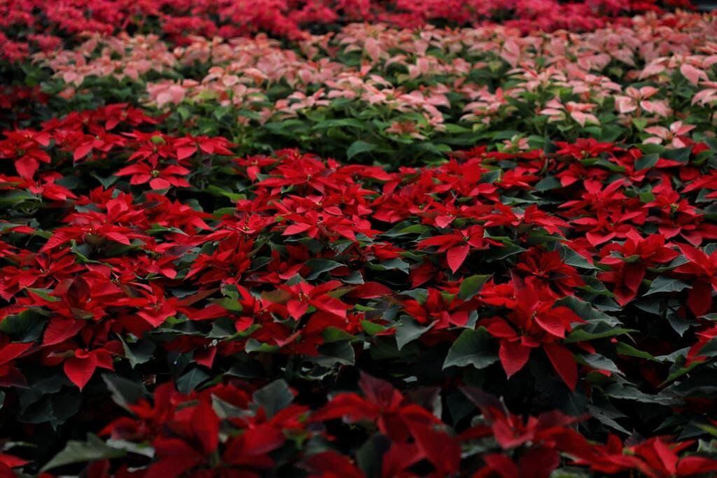 Gran Feria De La Nochebuena En Cdmx Dónde Se Podrá Conseguir La