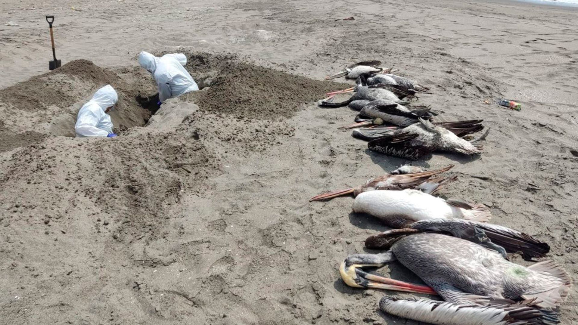 Entierran 1 500 Aves En Playa De Samanco De Áncash Ante Presencia De