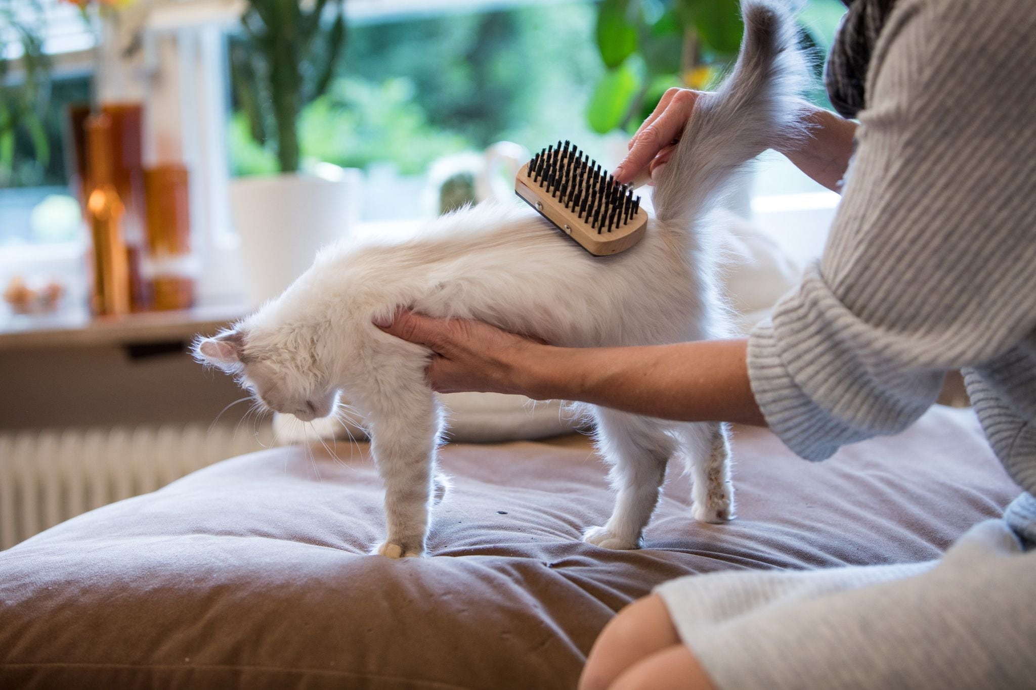 Tienes la ropa llena de pelo de tu perro o gato? Con este