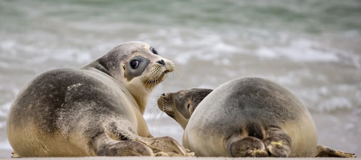 Animales marinos y recomendaciones