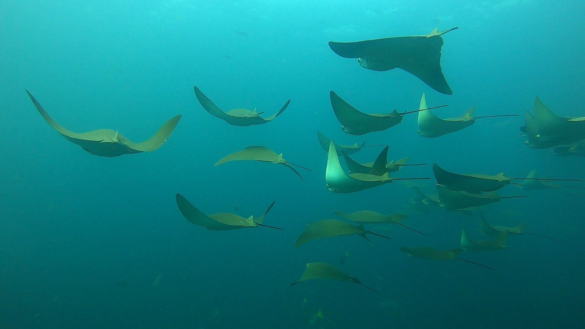 Diez mantarrayas que habitan las aguas de las islas Galápagos en Ecuador fueron marcadas con dispositivos que permitan recabar información sobre sus movimientos migratorios. (Foto: Parque Nacional Galápagos).