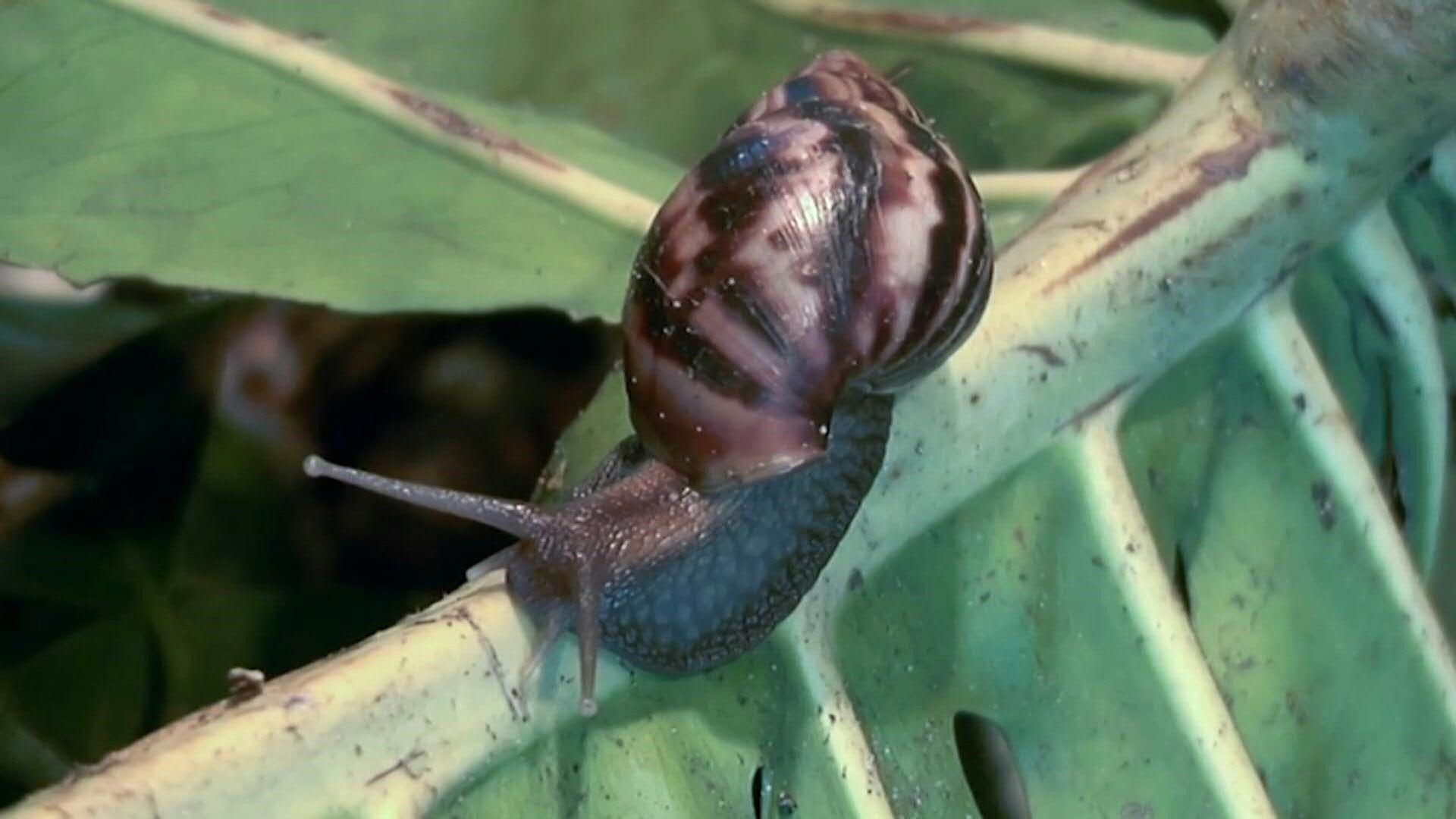 No mide más de 20 centímetros y tampoco es el más rápido de los animales, pero su presencia preocupa. El caracol gigante africano, un molusco voraz y peligroso para los humanos, ha obligado a las autoridades a lanzar una operación para erradicarlo - crédito AFP