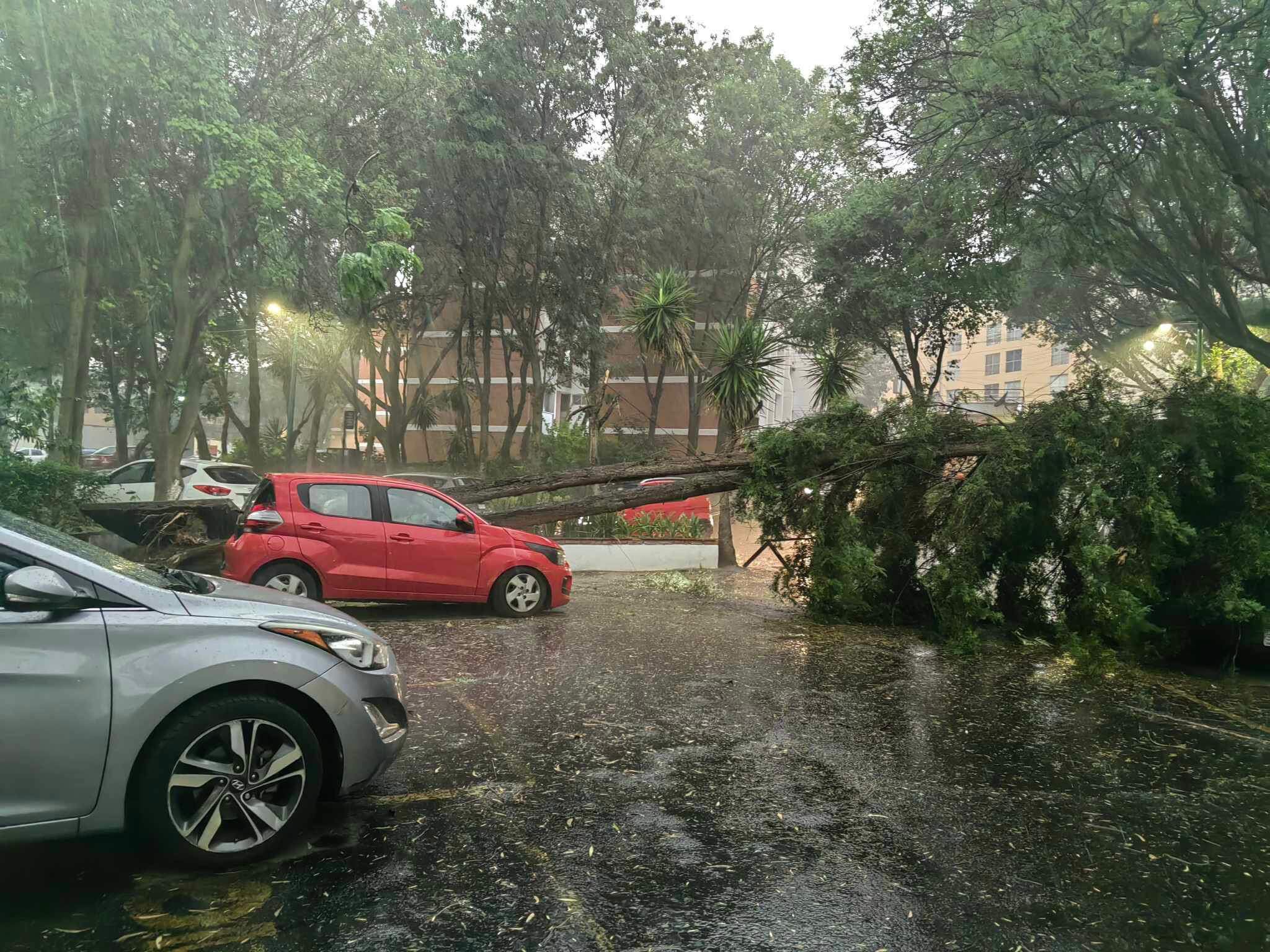 Fuerte tormenta eléctrica en CDMX provoca caída de árboles y diversas afectaciones