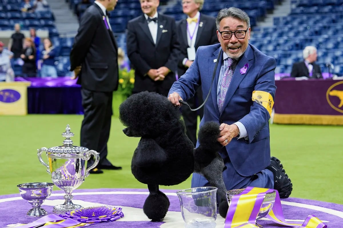 que perro ha ganado mas mejor en exposiciones