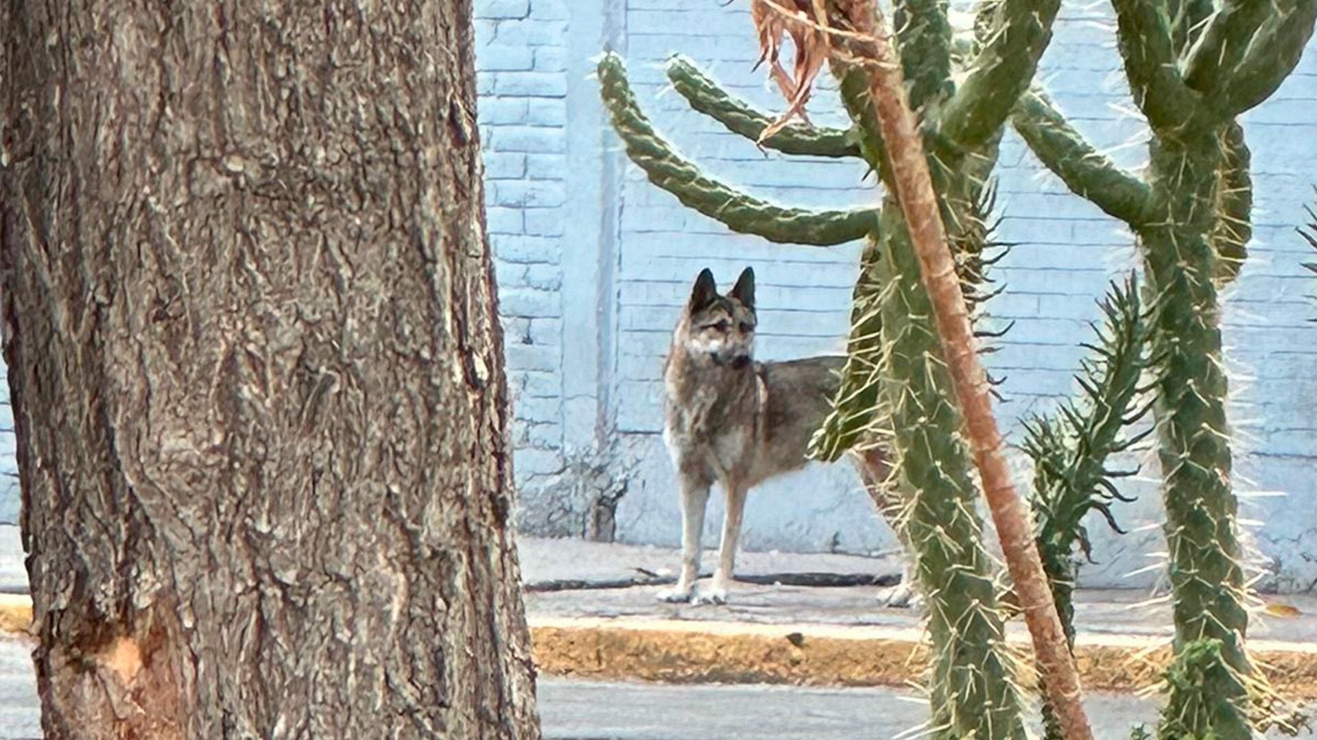 Lobo se escapa del zoológico de Aragón y provoca persecución en la CDMX  antes de capturarlo - Infobae