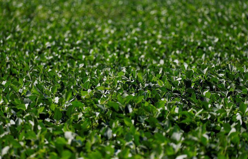 Foto de archivo: image de una plantación de soja en 25 de mayo, en la provincia de Buenos Aires, Argentina. 24 ene, 2022. REUTERS/Agustin Marcarian/File Photo