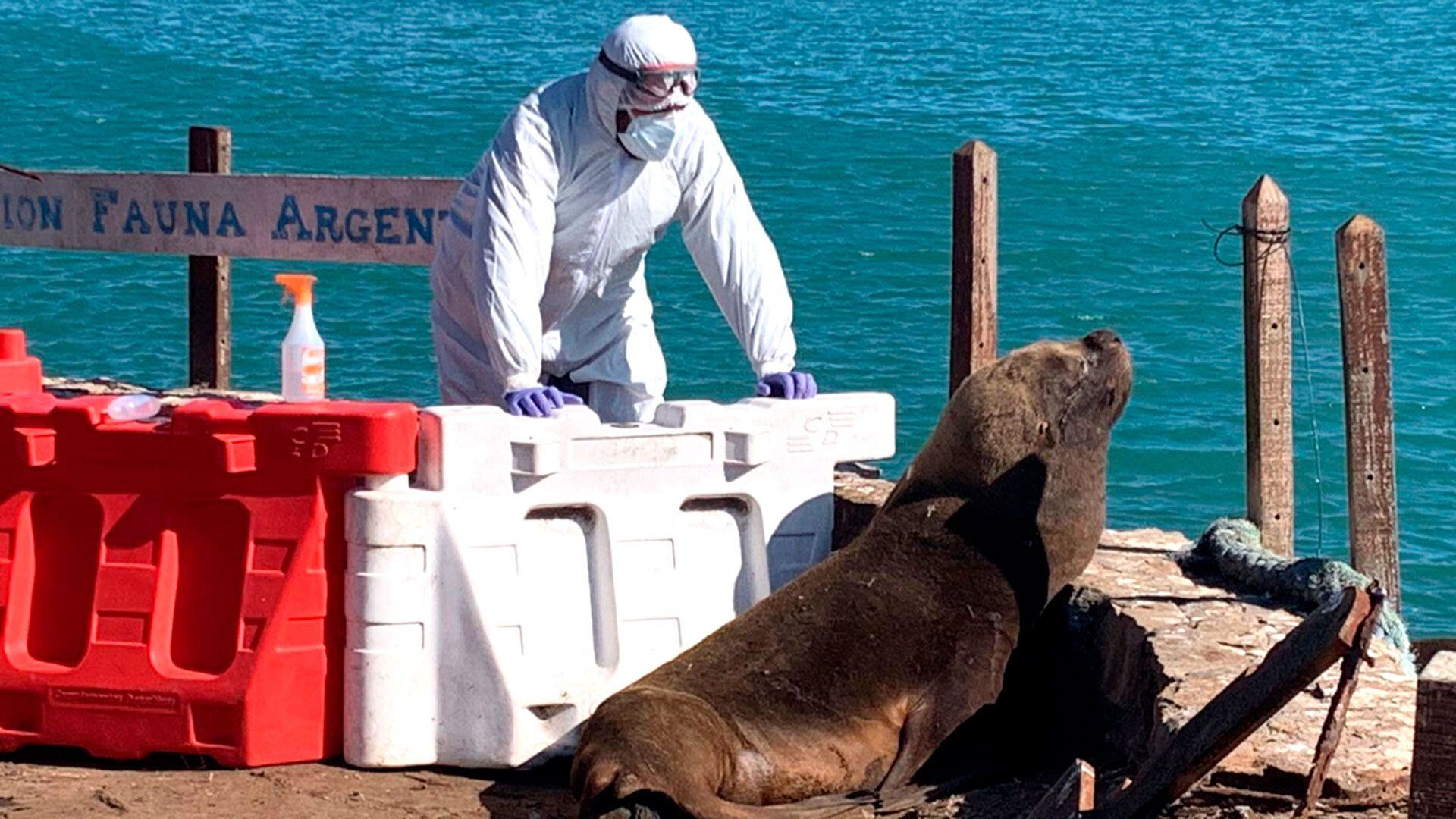 More than 1,000 sea lions have died off the coast of Argentina due to bird flu (Image: Senasa)