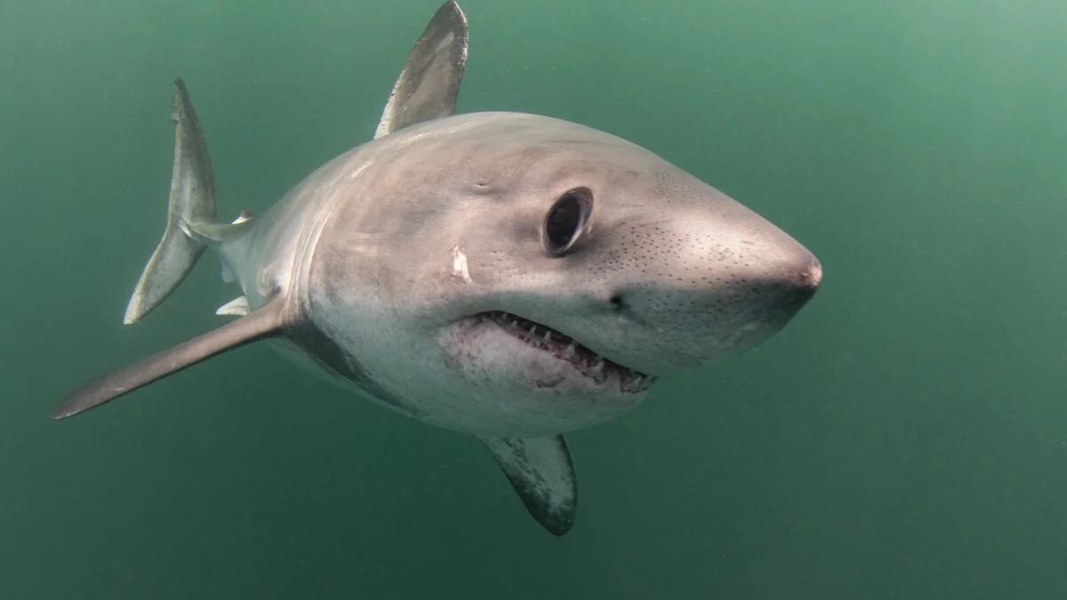 Un estudio reveló que algunos tiburones son depredados por otros ejemplares más grandes de su misma especie