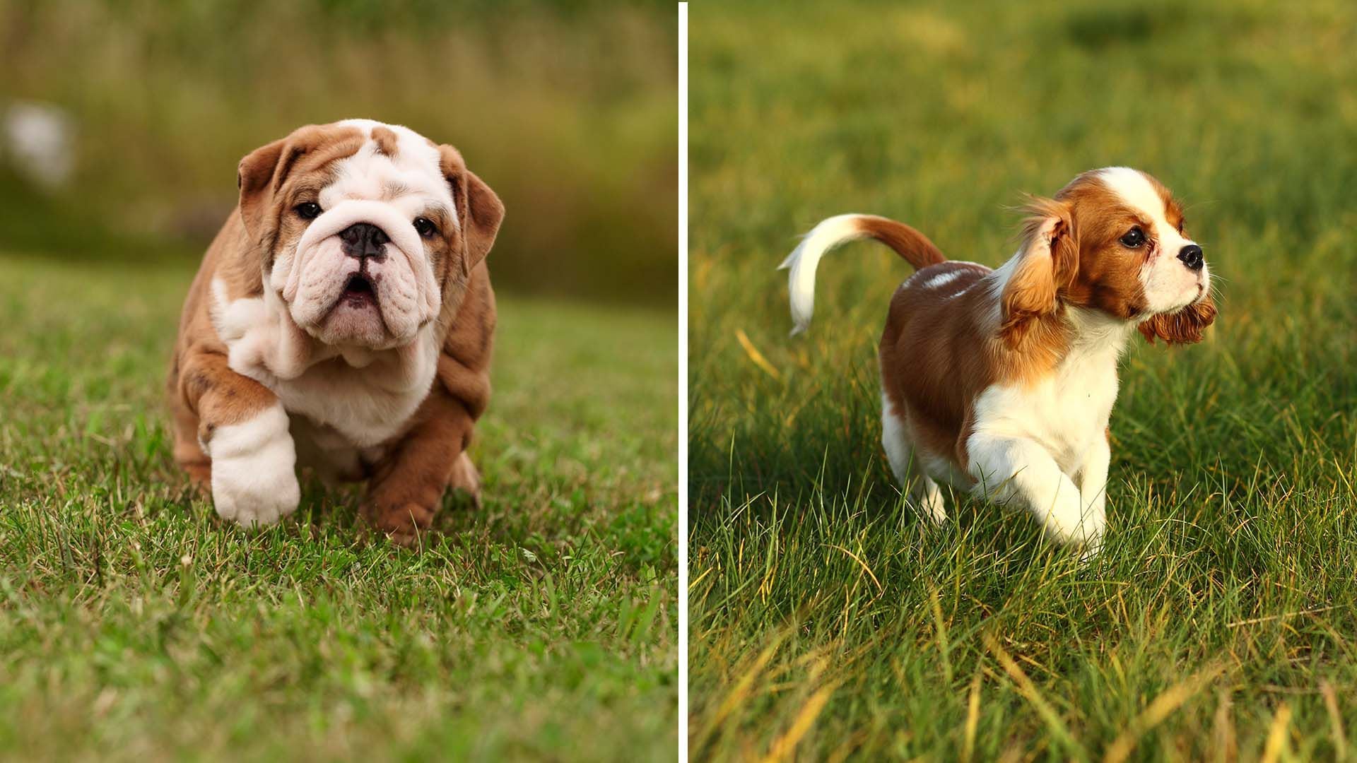 la crianza es mala para los perros