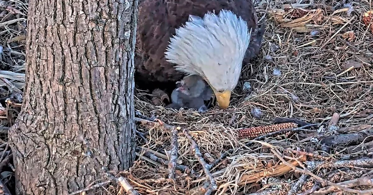 El nacimiento de una cría de águila calva sorprendió a los especialistas -  Infobae