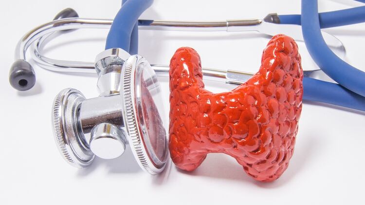 La glÃ¡ndula tiroides es uno de los Ã³rganos endÃ³crinos mÃ¡s grandes del organismo (Shutterstock)