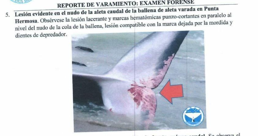 Documento enviado por la Organización Científica para Conservación de Animales Acuático a la Municipalidad de Punta Hermosa.