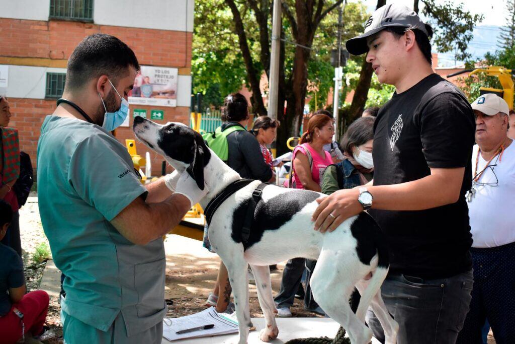 El programa de esterilización nacional propone intervenir el 10% de perros y gatos de bajos recursos - crédito Alcaldía de Medellín