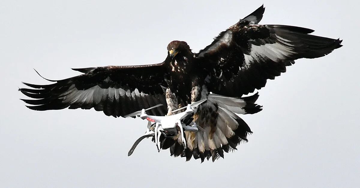 El ejército francés entrena águilas para derribar drones amenazantes -  Infobae
