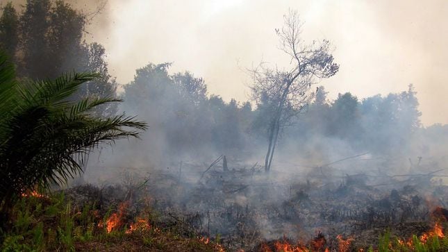 Tan solo en el mes de agosto la región de Ucayali ha registrado 20 incendios forestales que devastan sus bosques y afectas sus comunidades (Andina)