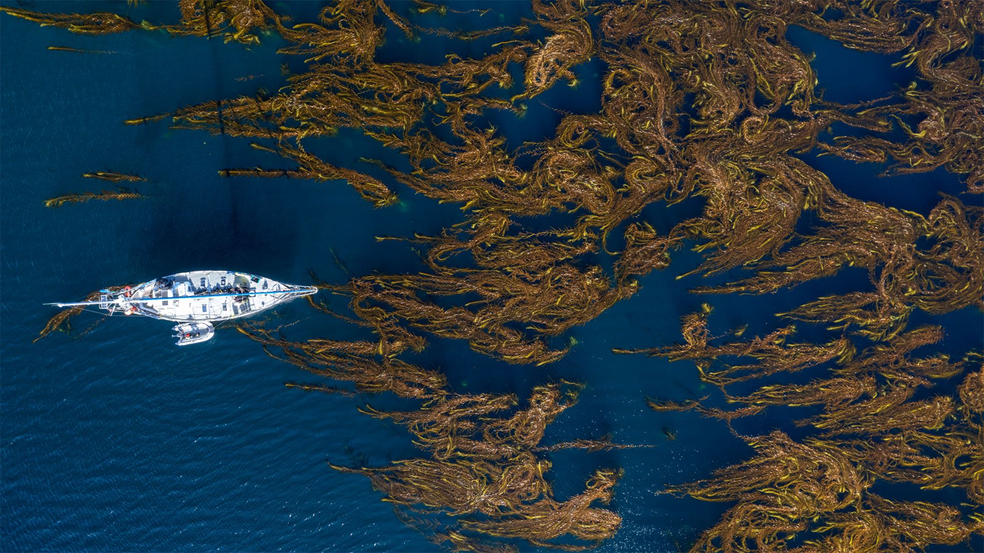 Bosques de Macroalgas de la Patagonia Argentina (Foto Cristian Lagger, Director Científico de Fundación Por el Mar)