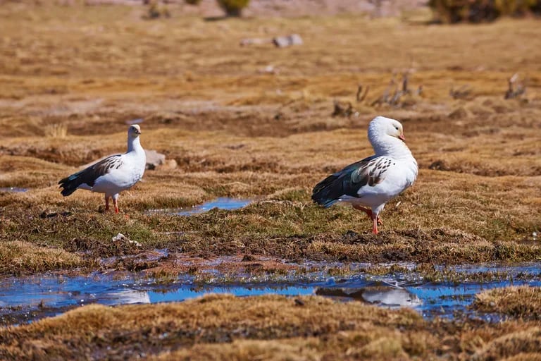 El caso confirmado de gripe aviar en la Argentina fue detectado en un ave silvestre de la especie Huallata o Ganso Andin