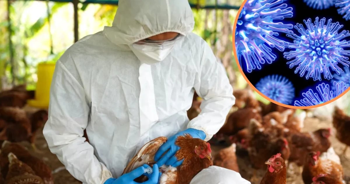 ¿Está en riesgo la influenza aviar?: Lo que dice la ciencia
