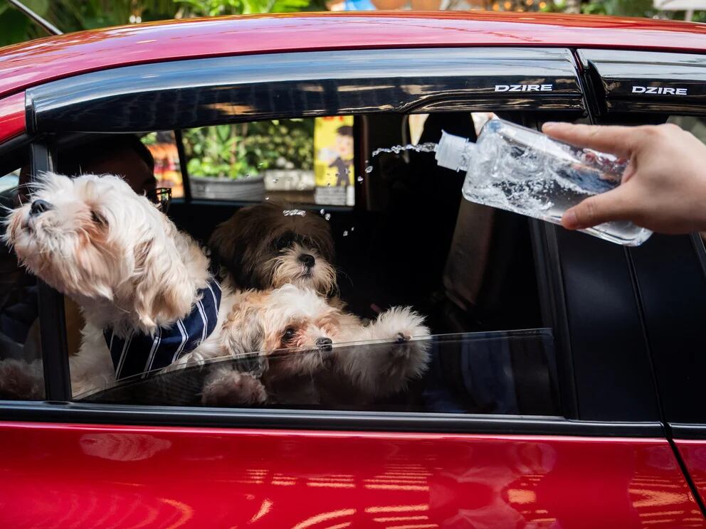 qué piensan los perros cuando aullamos