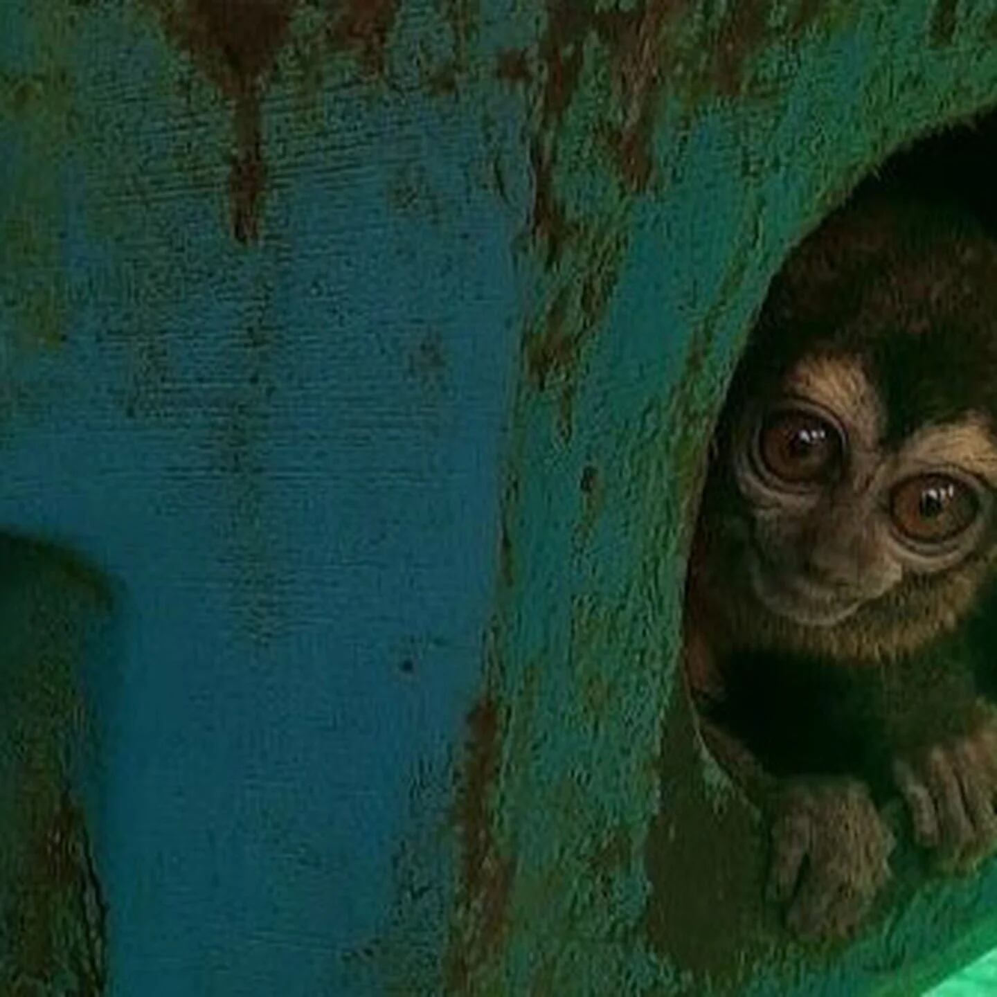 El Caribe lucha contra los monos verdes