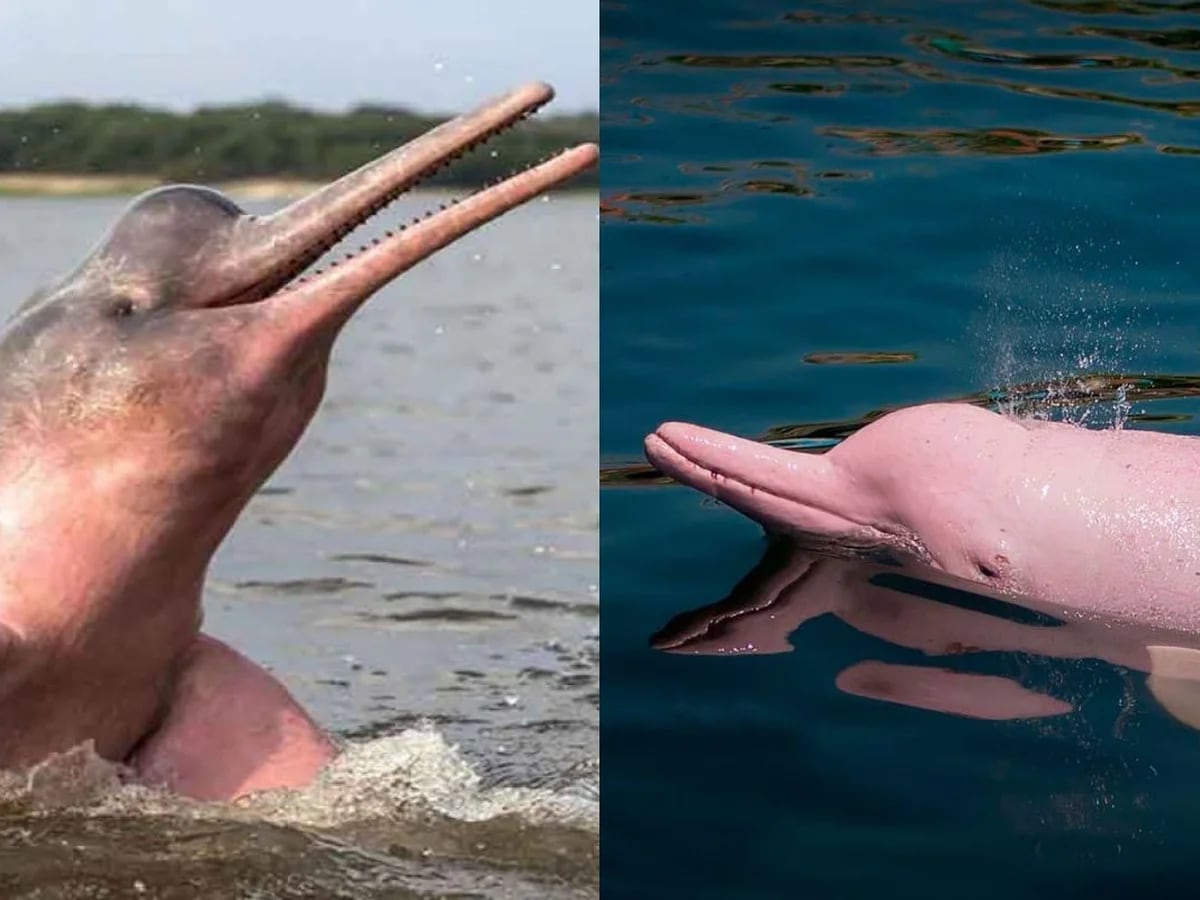 pink dolphin species