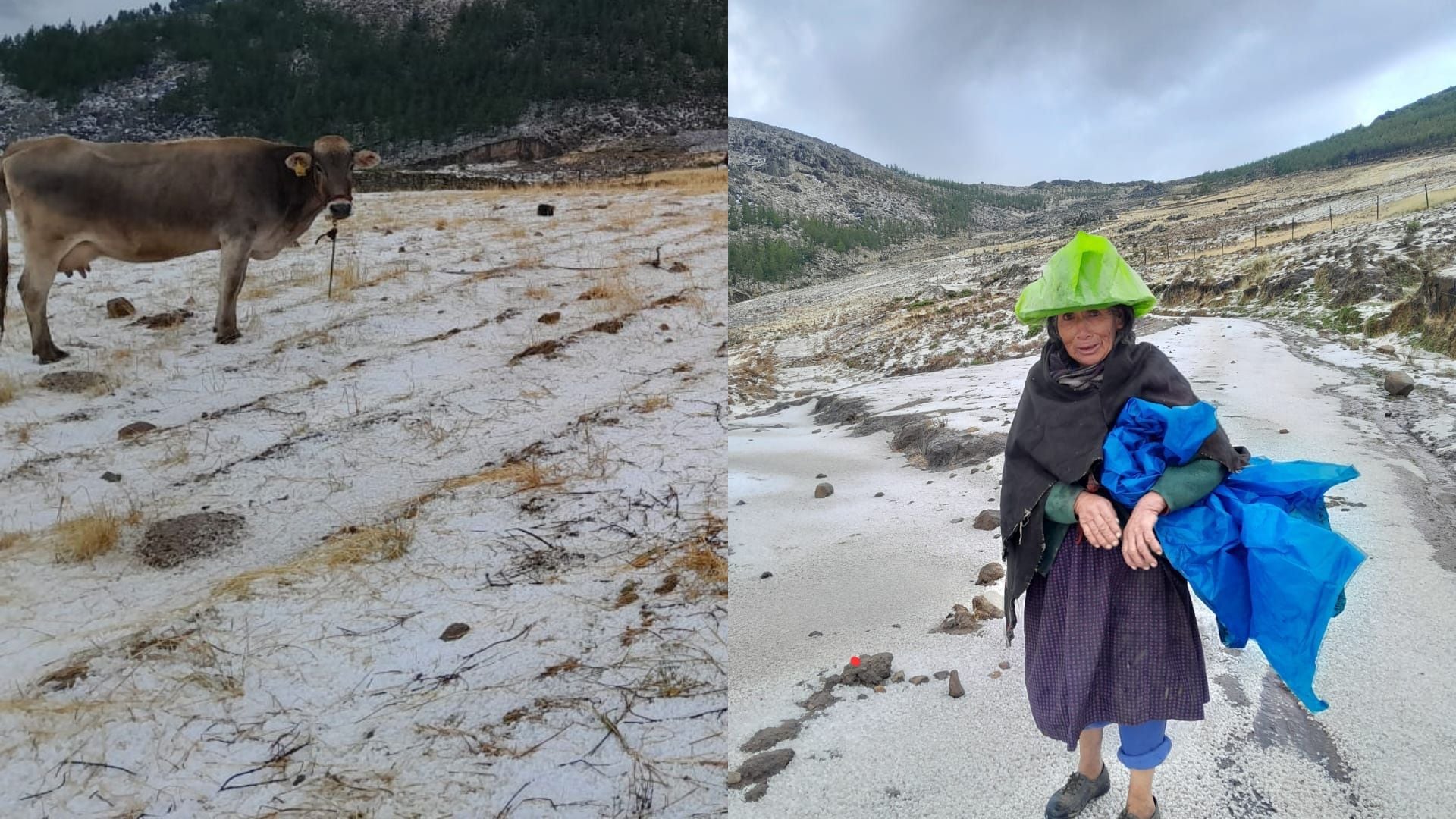 Lluvias torrenciales con granizo afectaron áreas de pastoreo en Chavín, Ica. (Centinela RTV)