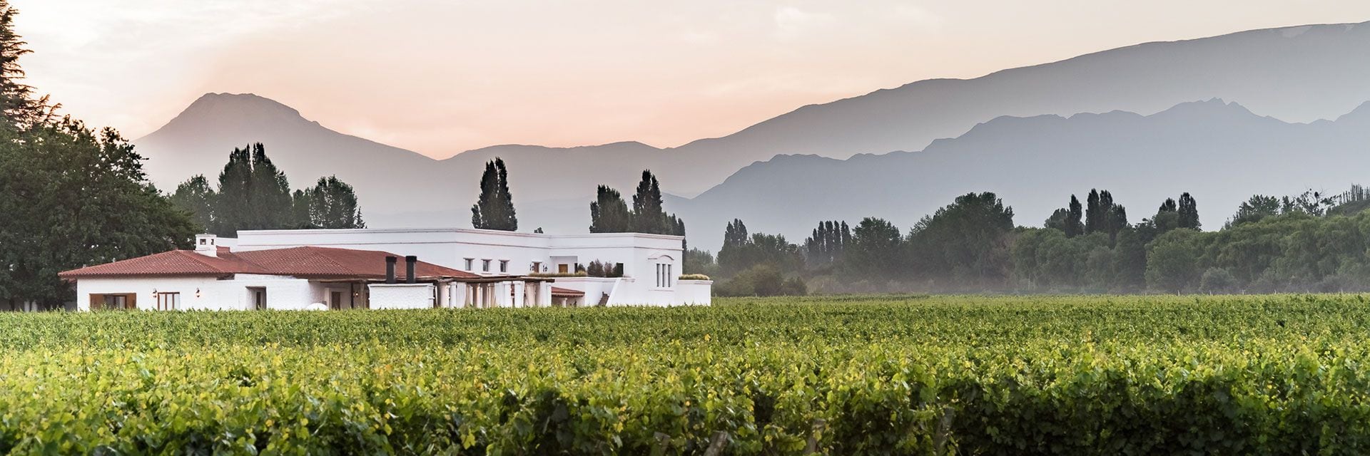 El Bonarda la “viene remando” hace tiempo, al punto de haber sido hasta hace poco el varietal tinto más plantado,