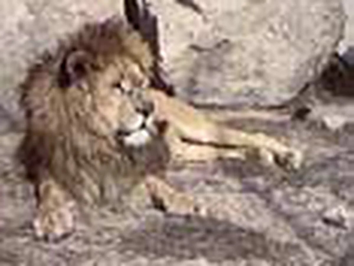 Un hombre sobrevive al ataque de tres leones - Infobae