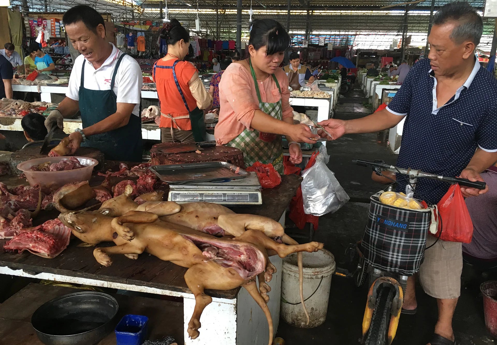 Según datos de activistas, entre 10 y 20 millones de perros son sacrificados en China todos los años para su consumo como alimento, una práctica que no es ilegal