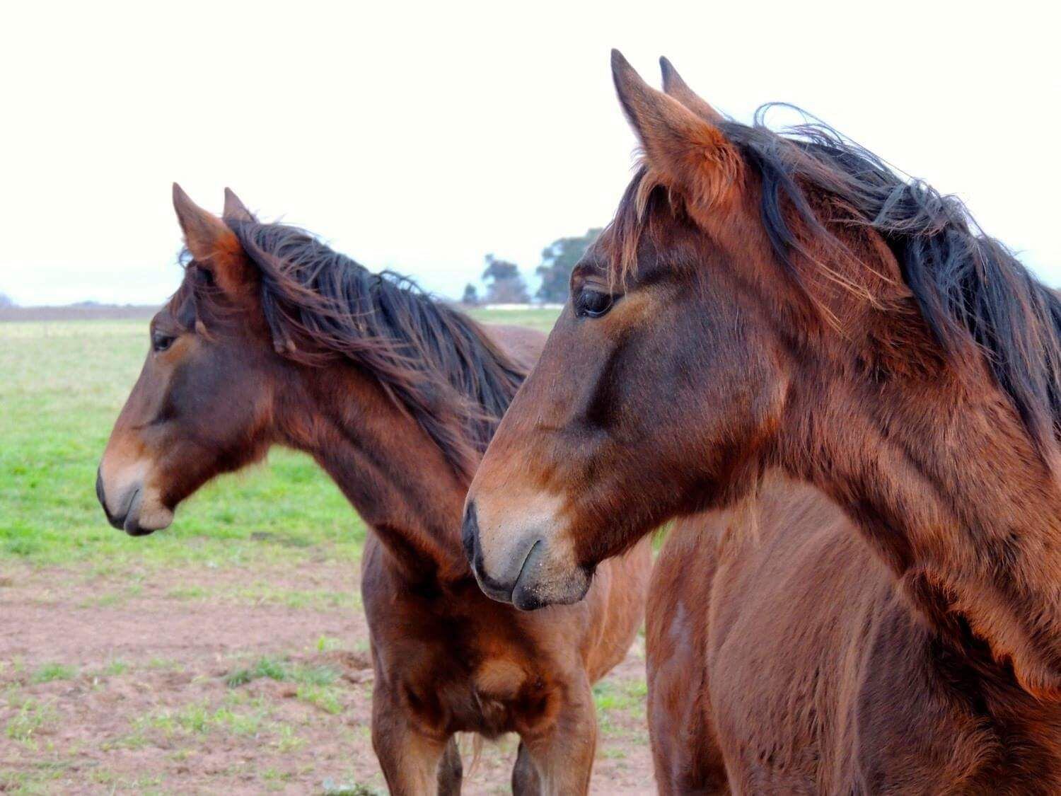 Dos clones de un macho llamado "El Popular"