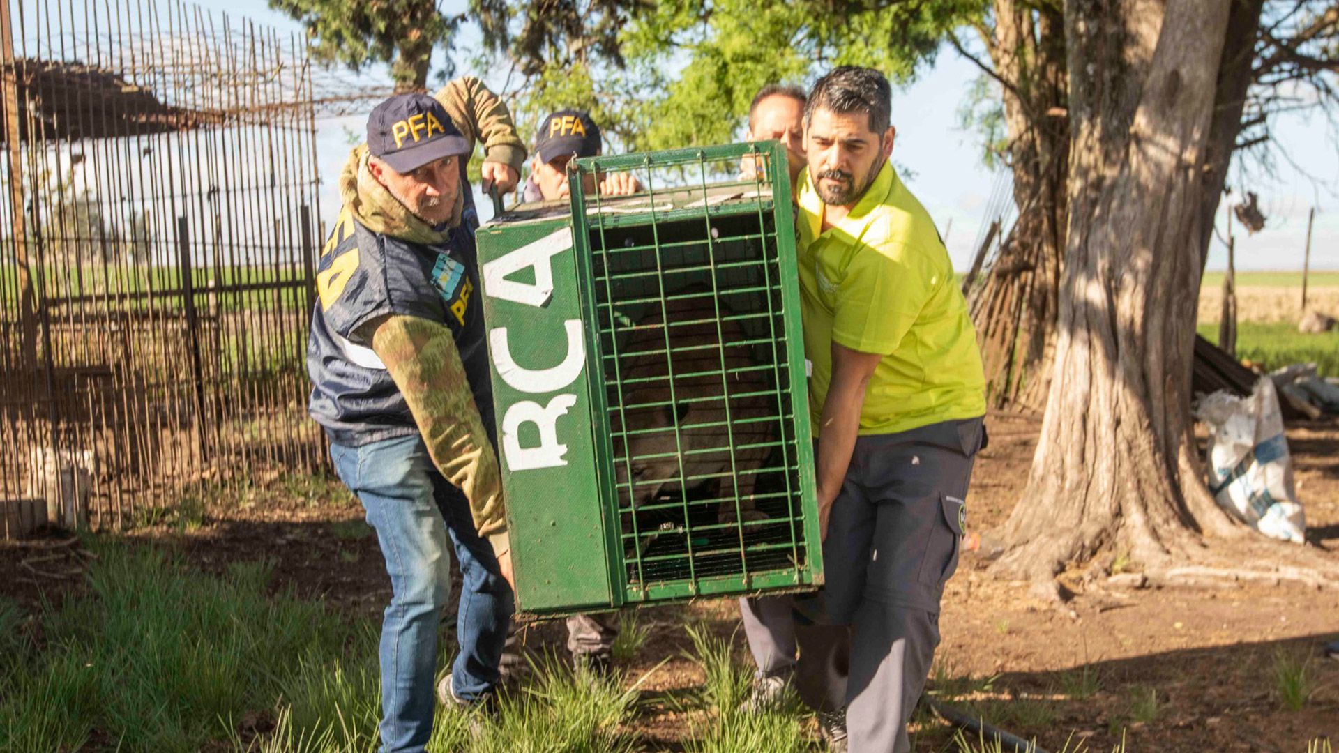 Trasladaron a seis pumas a Uruguay para que formen parte de un proyecto de  conservación de la especie - Infobae