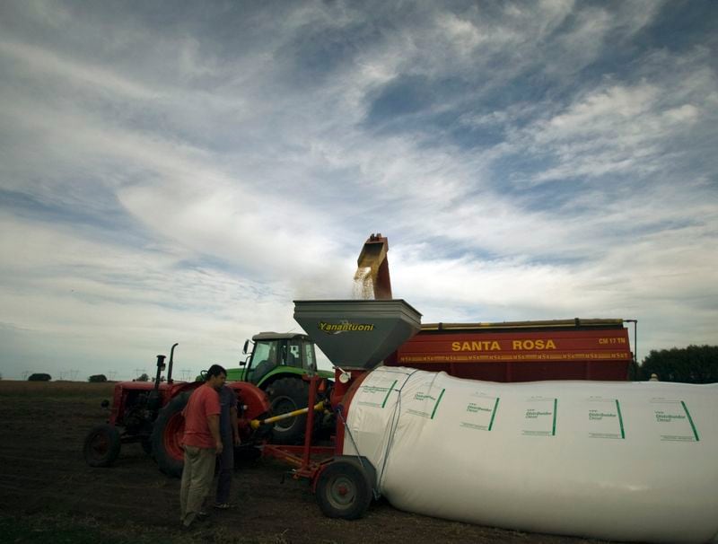 El trigo es el más perjudicado, ya que 83,9% de la renta queda en manos del Estado, mientras que en el caso de la soja esa participación escala al 68,4% (Reuters)