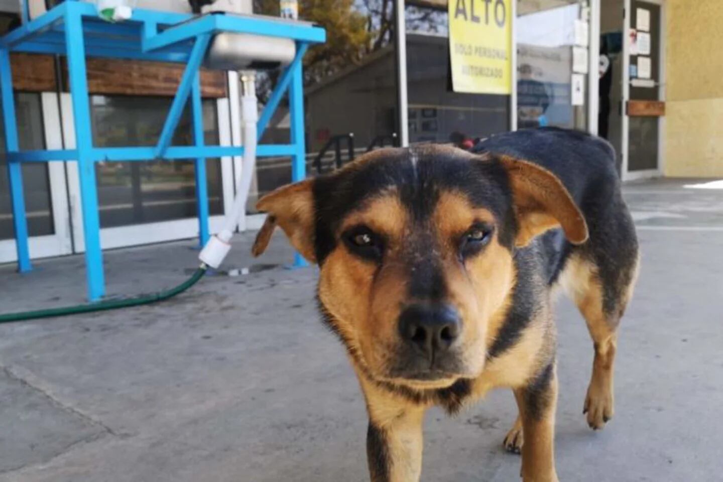 Cuatro perros muertos y una mujer herida deja grave incendio en albergue de  animales en Cali - Infobae
