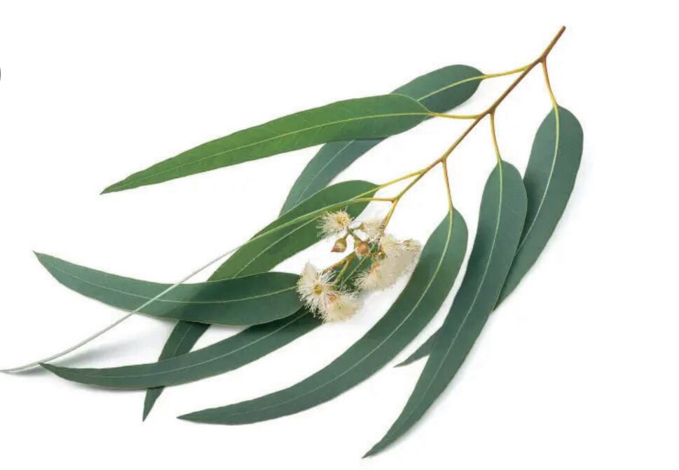 La planta del eucalipto se caracteriza por ser aromática (Sader)