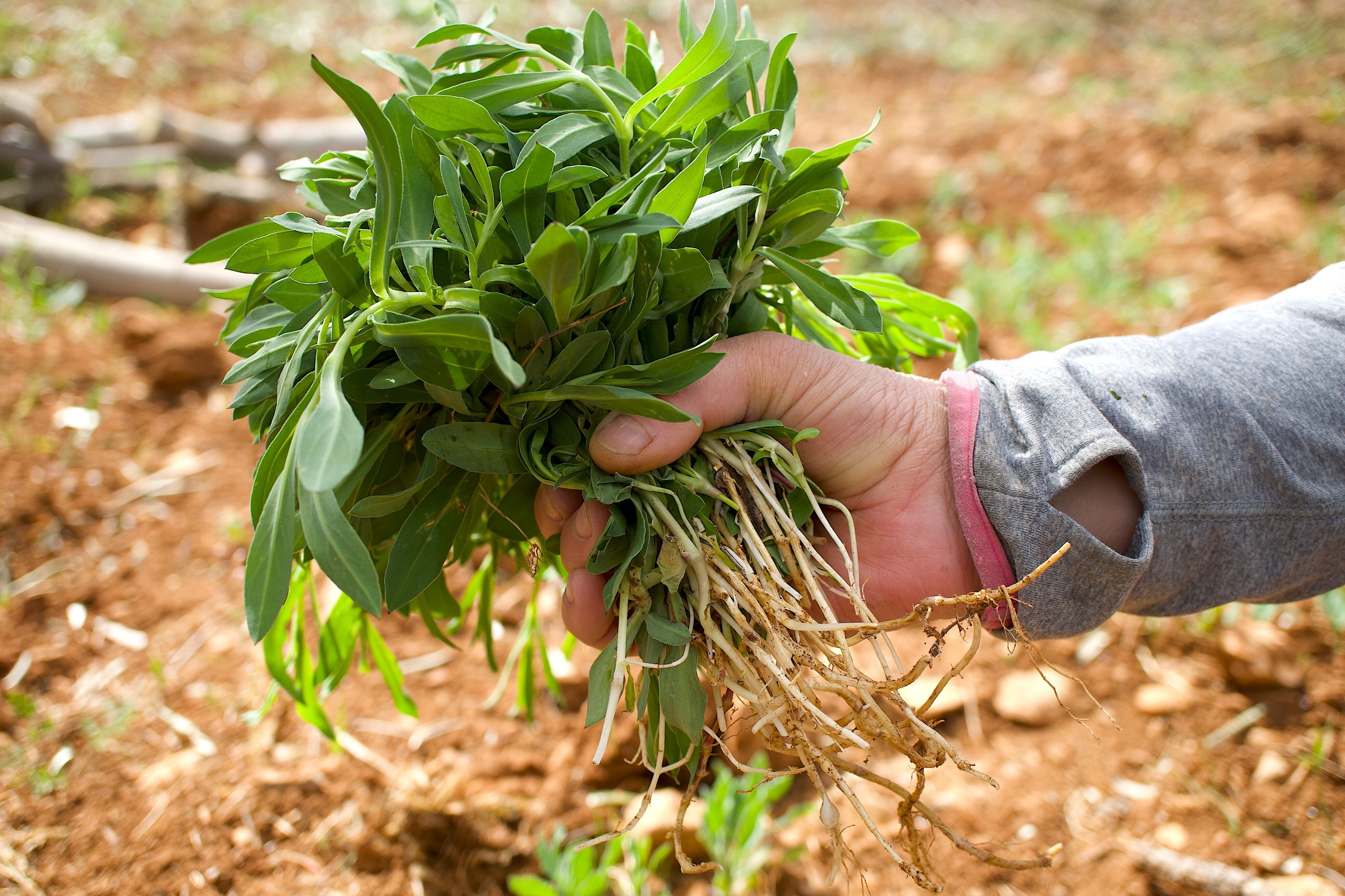 Mujer sosteniendo un puñado de Silene vulgaris silvestre para consumir