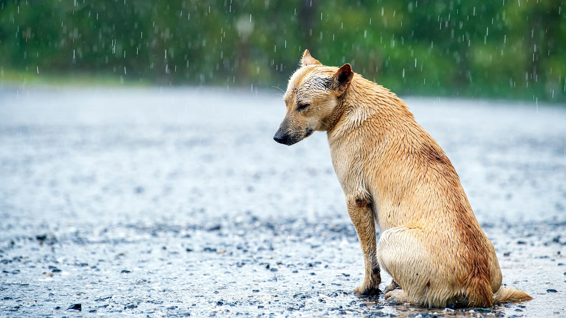 9 cosas que debemos hacer cuando perdemos a nuestras mascotas