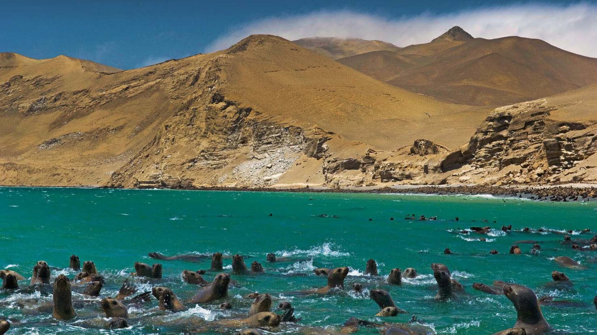 Reserva Nacional de Paracas.