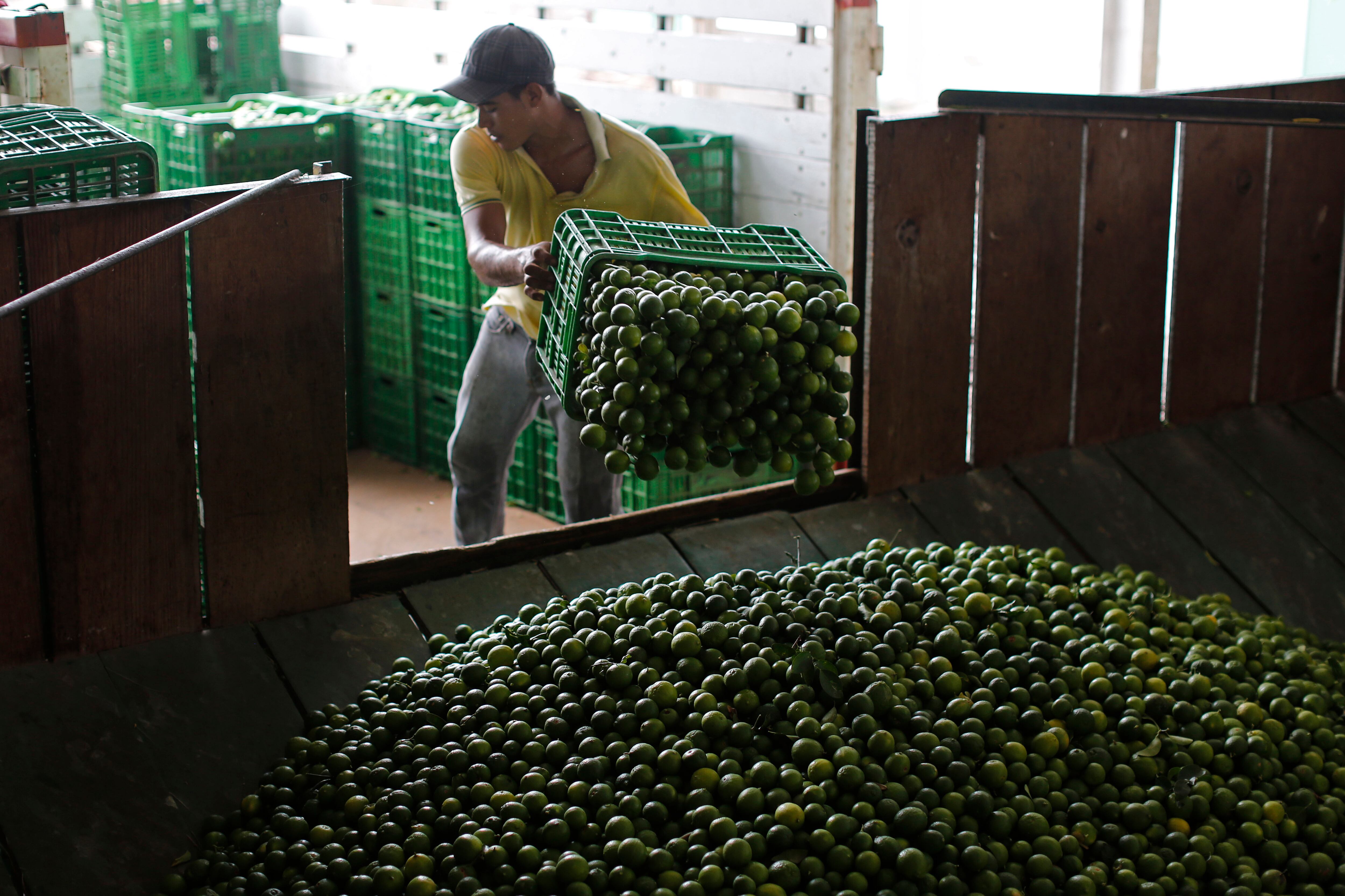 ARCHIVO - Las autoridades buscarán mejorar las condiciones de trabajo de los limoneros michoacanos. (AP Foto/Dario Lopez-Mills, Archivo)