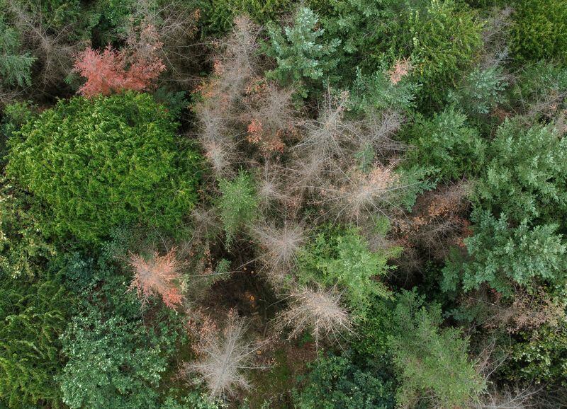 Una imagen de dron muestra árboles secos en un bosque cerca de Reiskirchen, Alemania. (REUTERS/Timm Reichert/Fotografía de archivo)