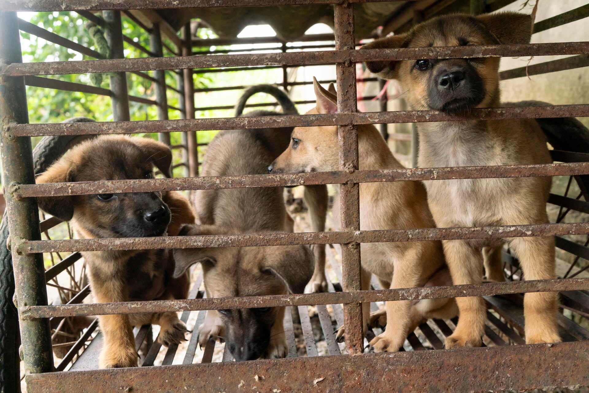 Granja de perros - Vietnam - 2024