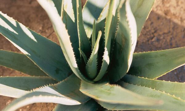 Estudios respaldan la efectividad del gel de aloe vera en problemas dermatológicos - (162)