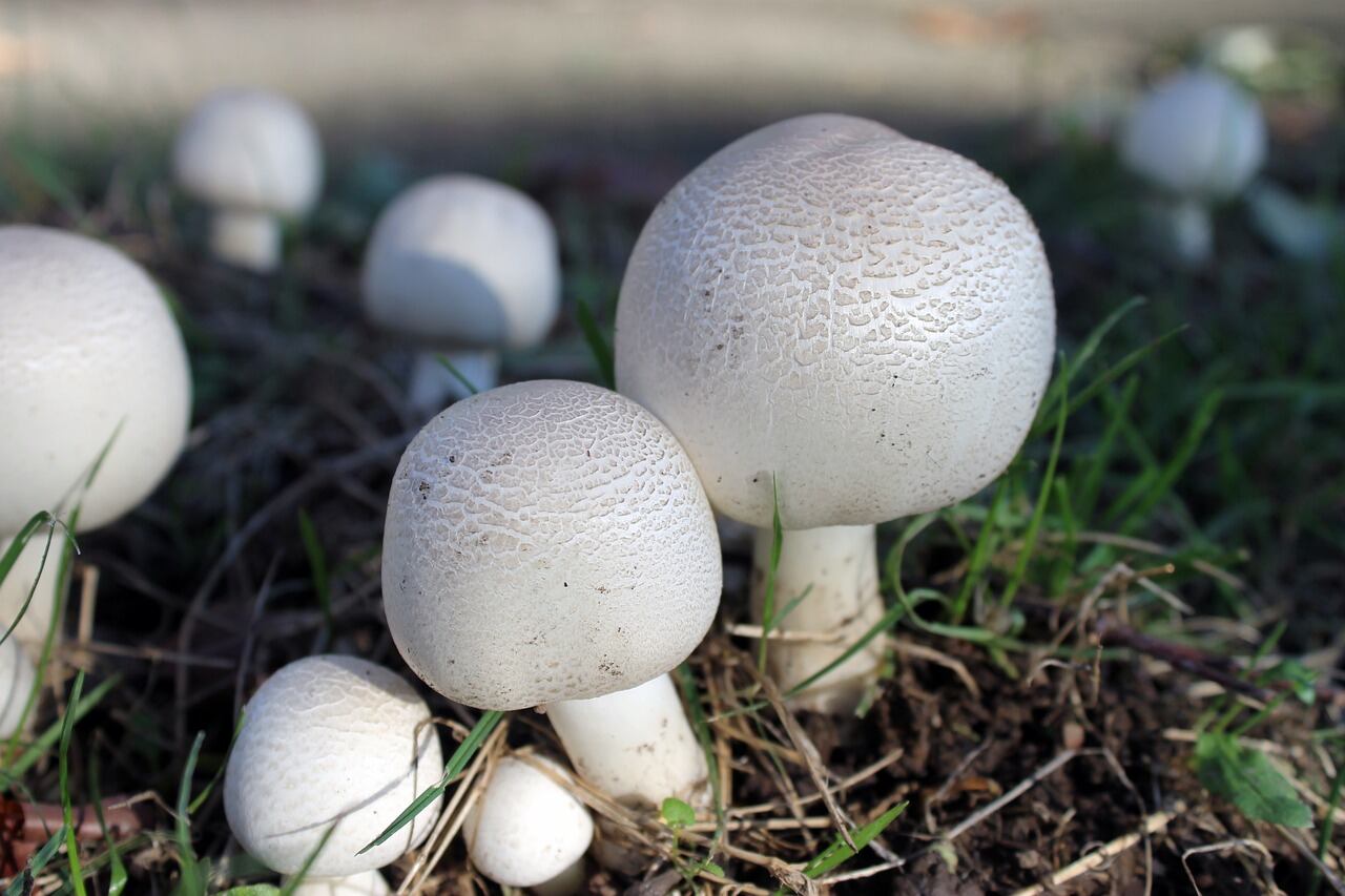 Agaricus campestris (Pixabay)