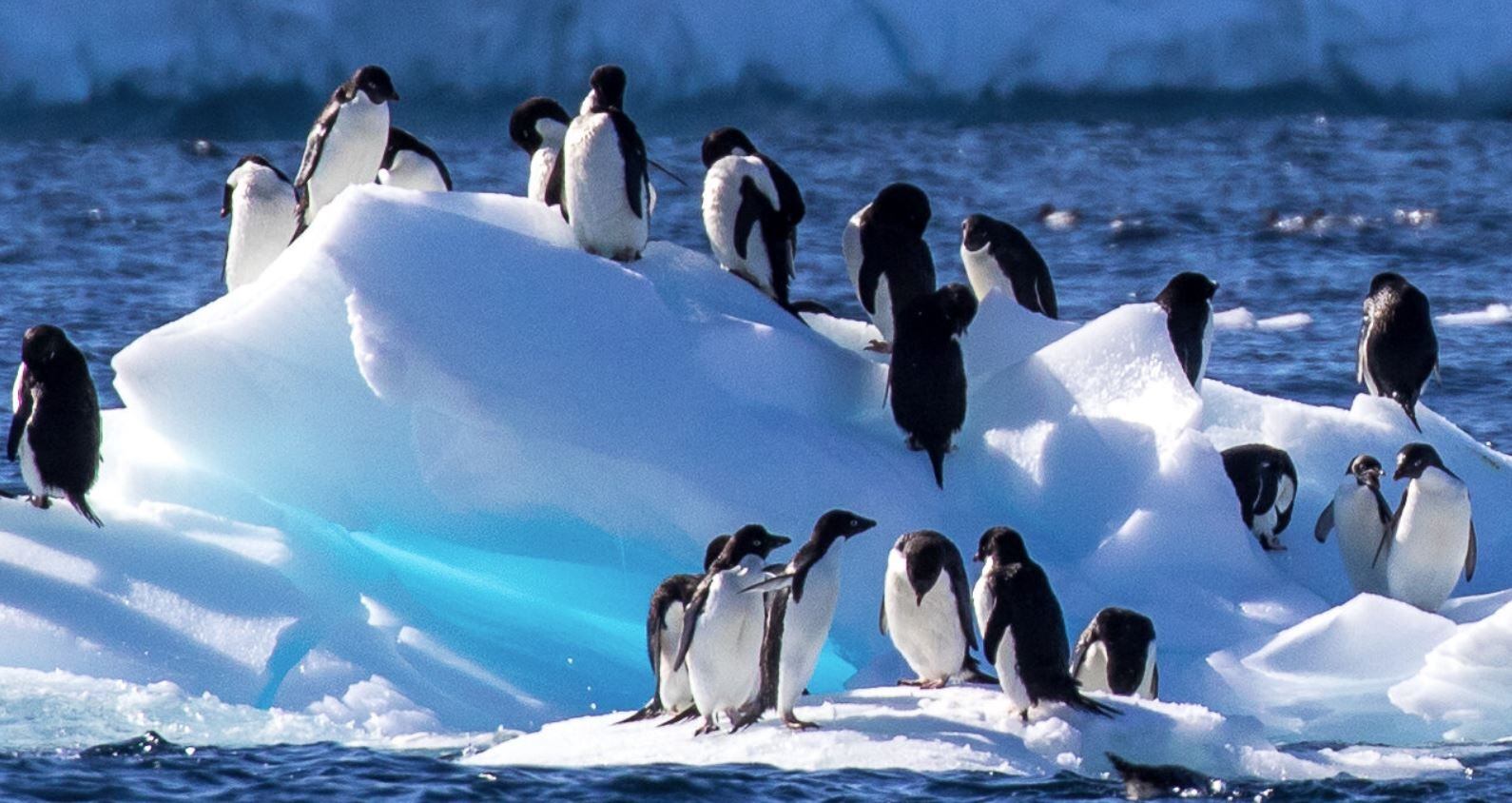 El año pasado se informó que el hielo marino de la Antártida estaba en los niveles más bajos para esta época del año desde que comenzaron los registros, hace 45 años/ ANNIE SCHMIDT/POINT BLUE 