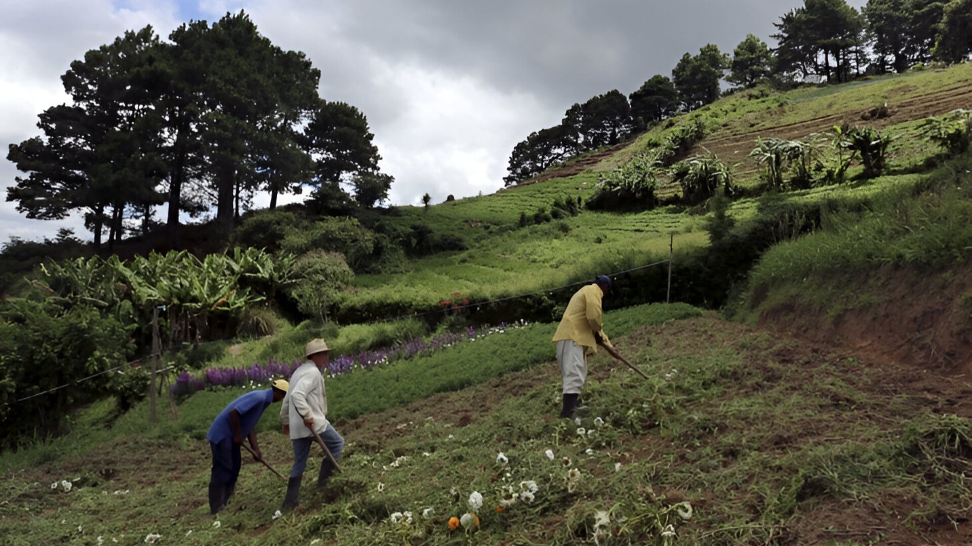 La decisión hace parte de los acuerdos que alcanzó el Ejecutivo con los campesinos que se tomaron la sede de la Agencia Nacional de Tierras - crédito Agencia Nacional de Tierras