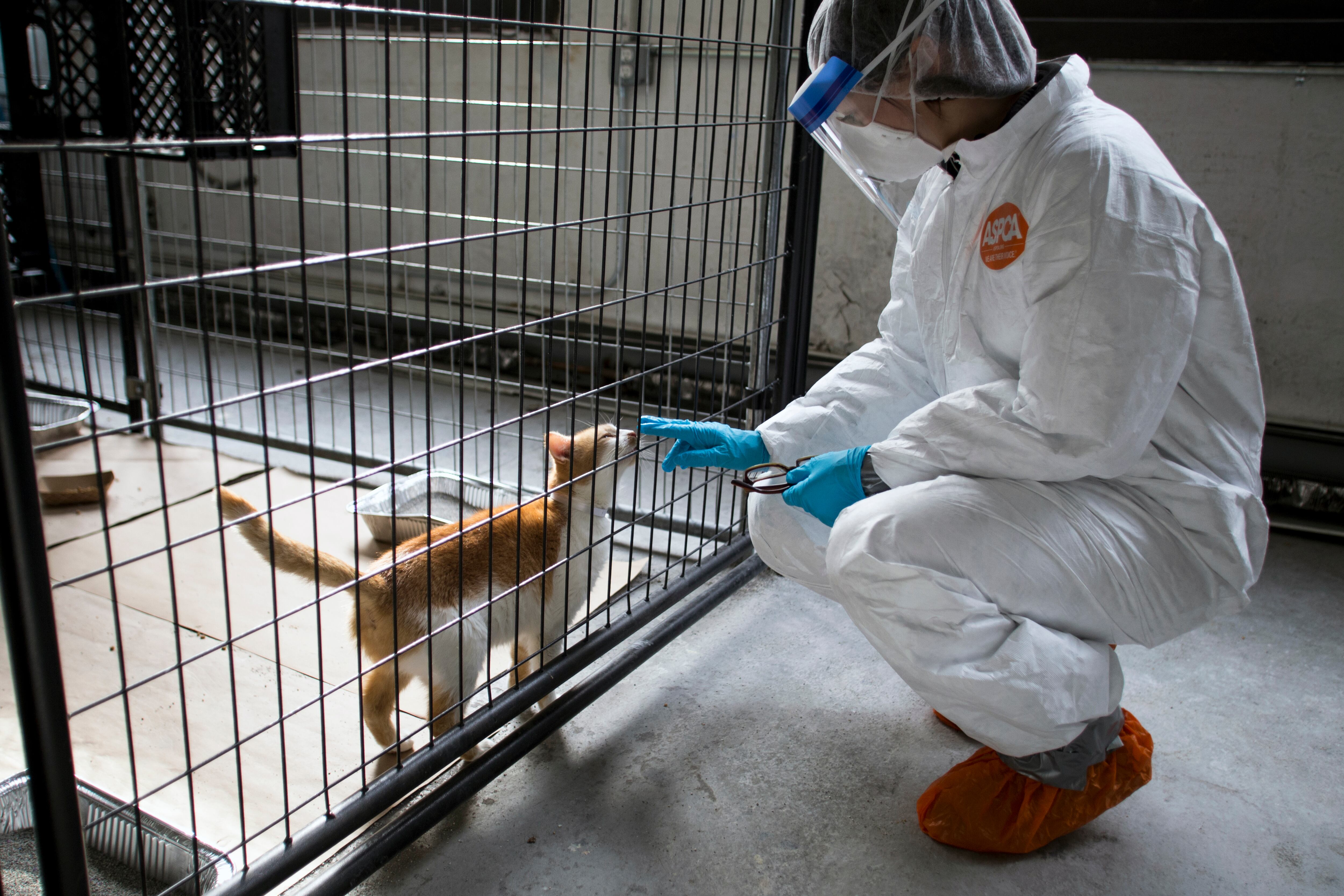 En Estados Unidos, desde marzo pasado se han registrado 21 casos de felinos de nueve estados con el virus de la gripe aviar, según el Departamento de Agricultura (Alex Wroblewski/The New York Times)