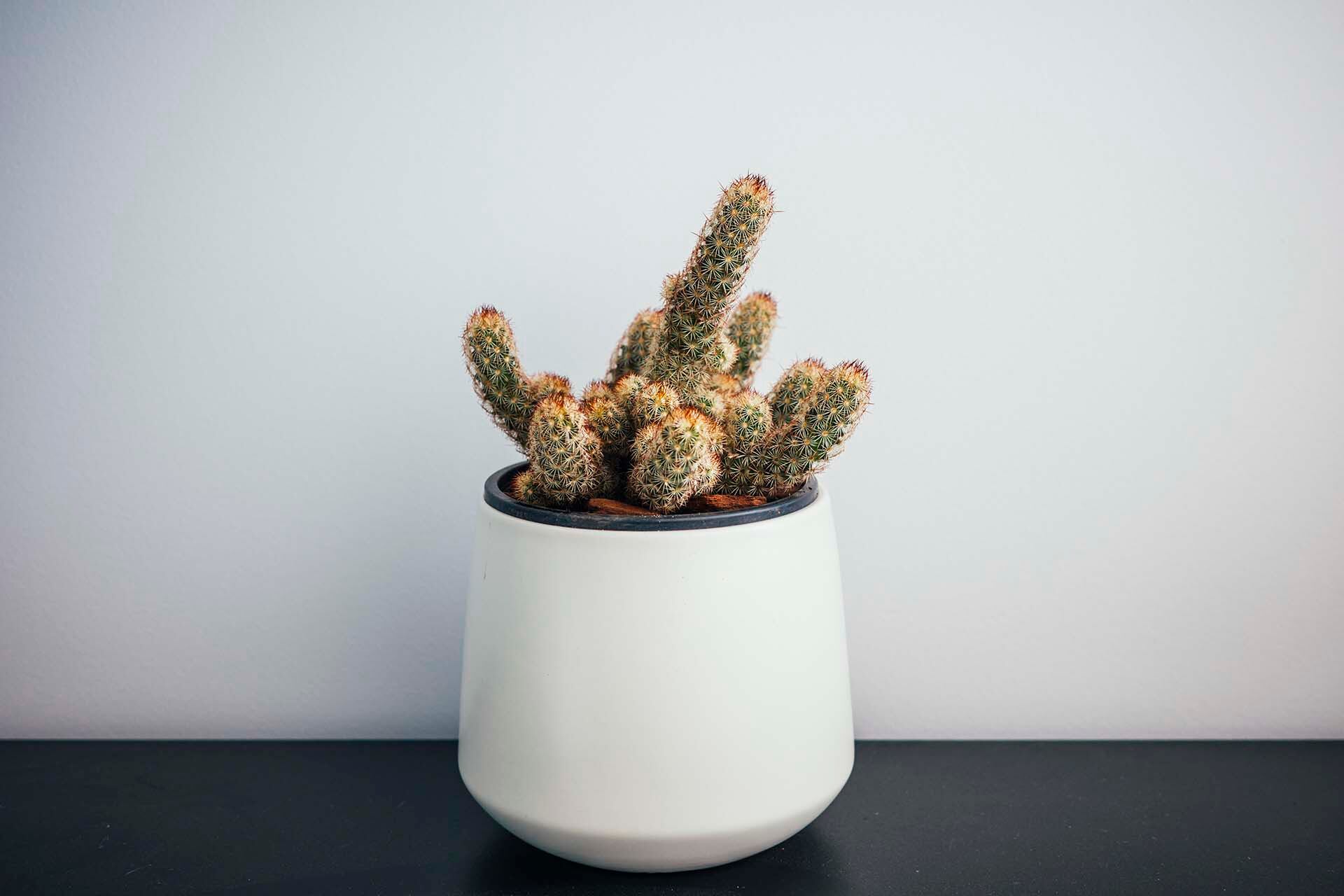 Mini cactus