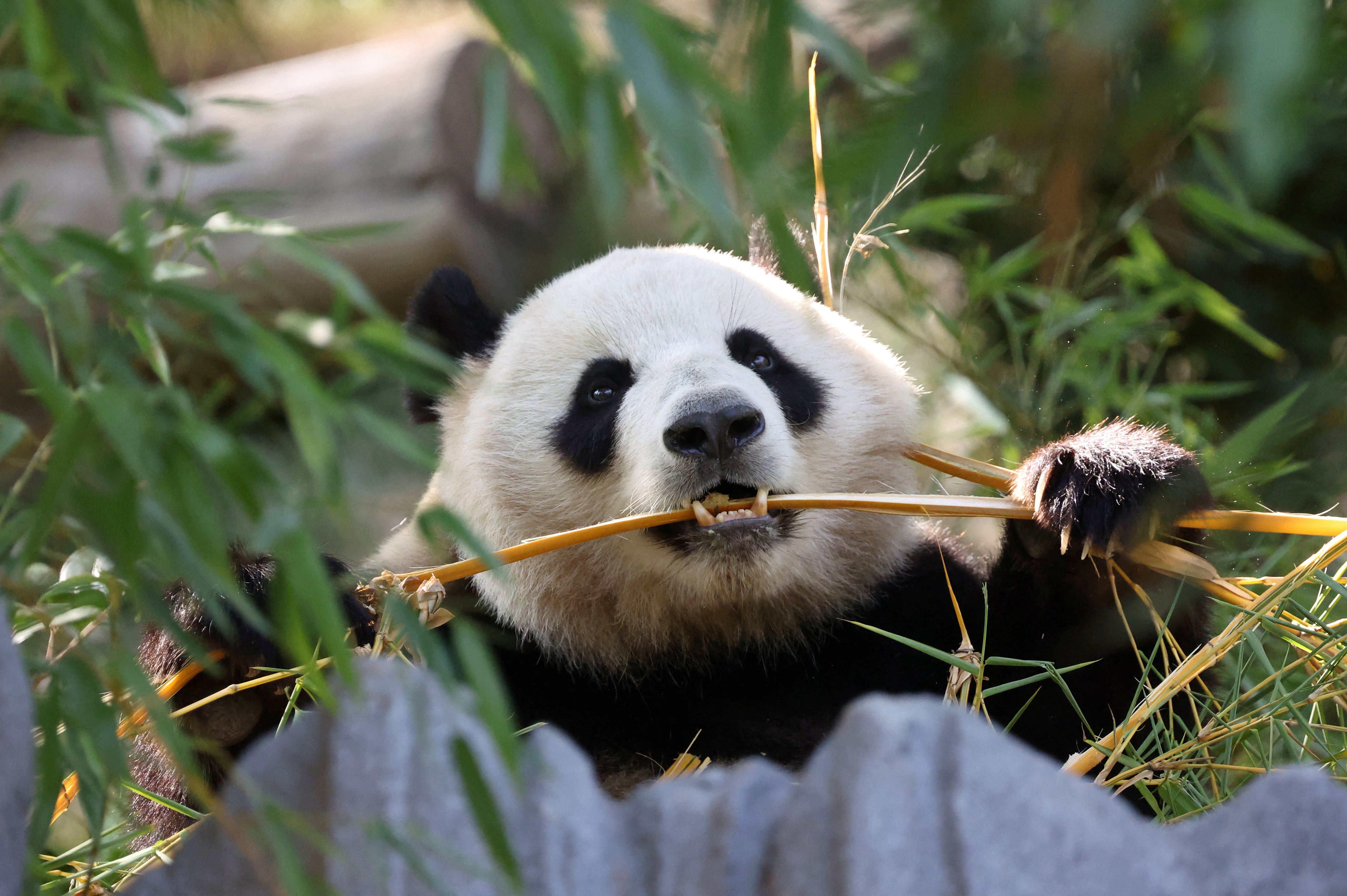 Los osos pandas no siempre vivieron del bambú: descubrimientos revelan su dieta ancestral