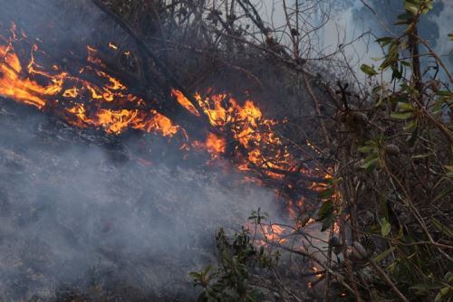 Incendio forestal. (Foto: FCDS Perú)